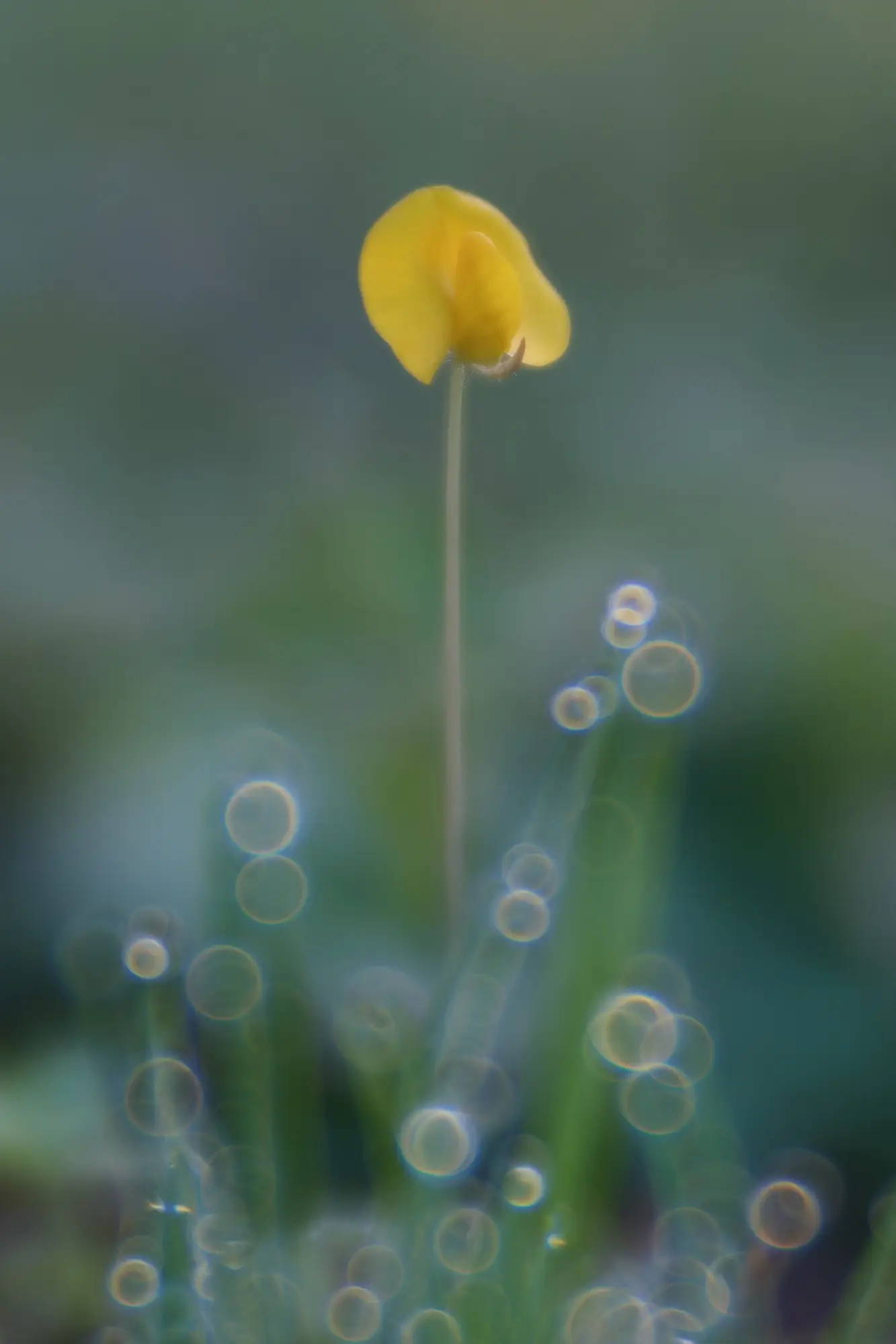 Flor del Maní Forrajero