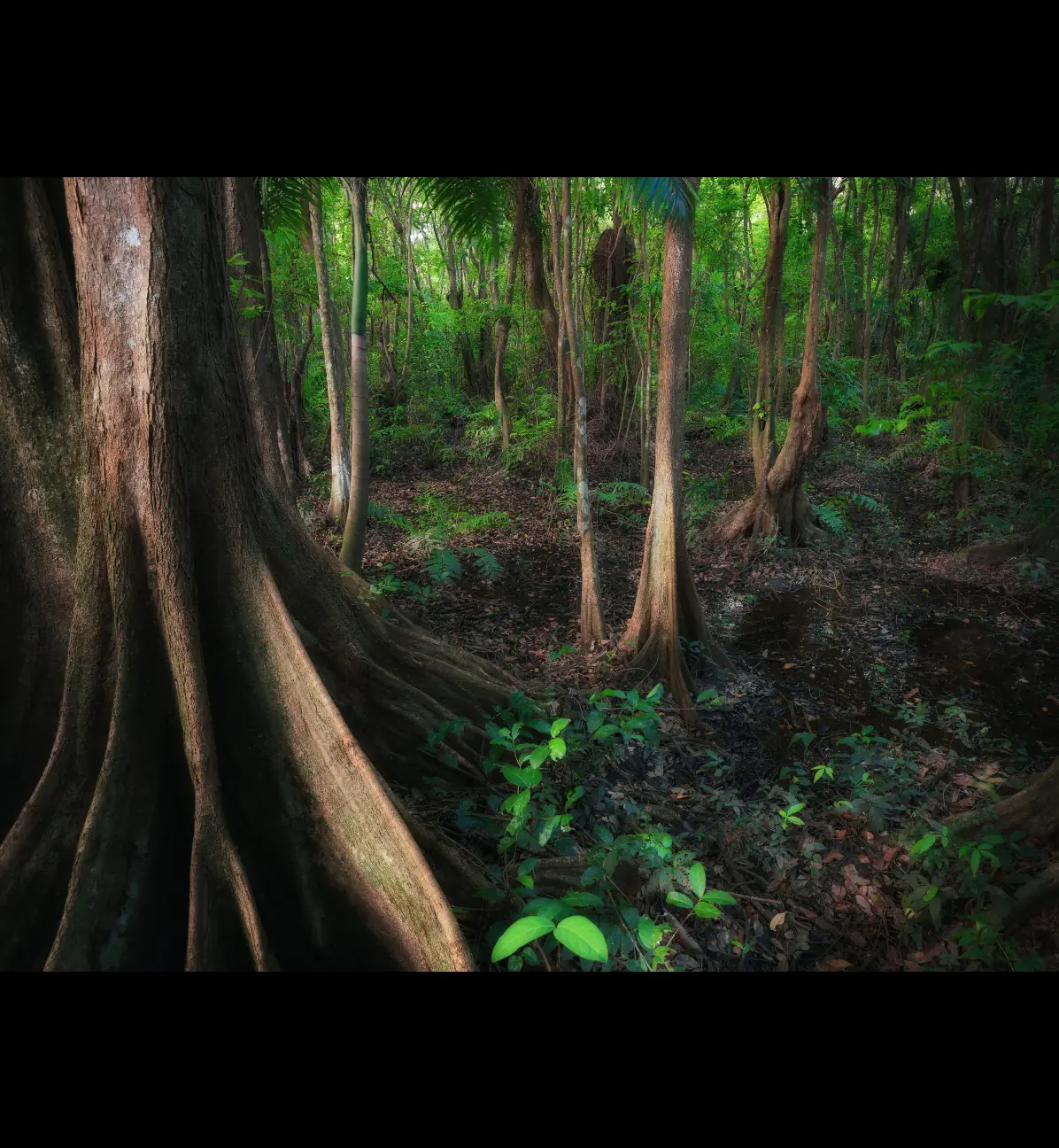 Bosque con arboles pterocarpus