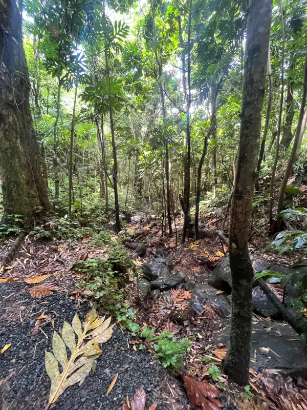 Yunque