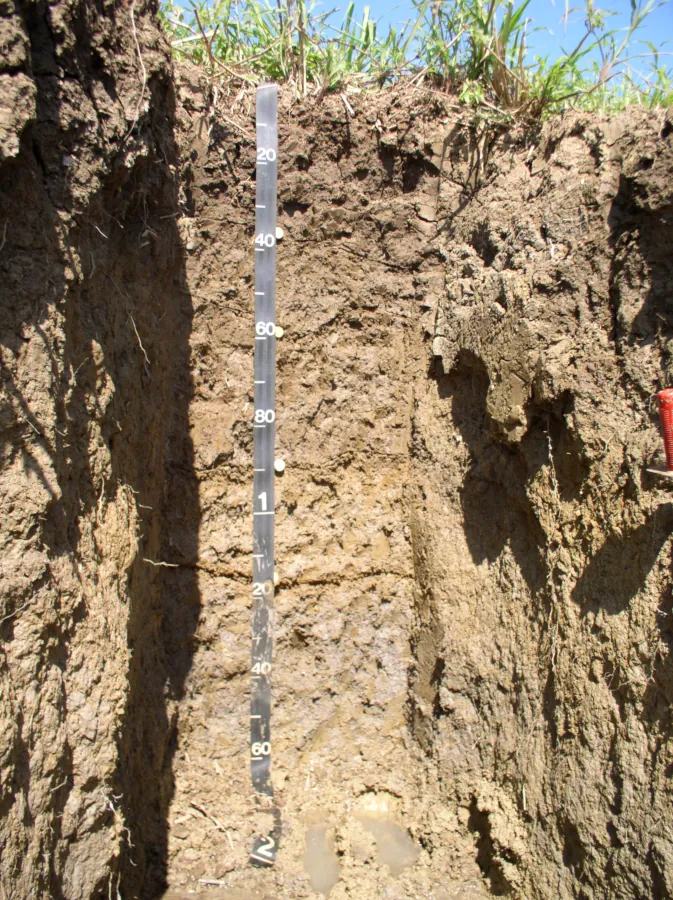 Inceptisol Coloso soilProfile