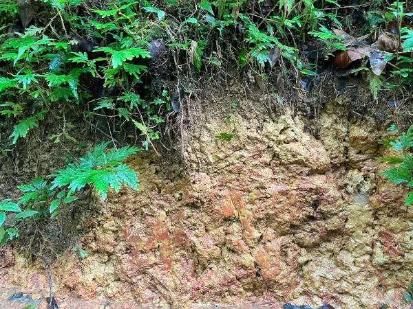 Inceptisol Cristal soilProfile