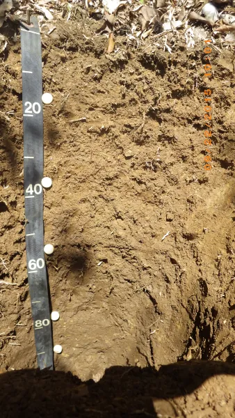 Inceptisol Mucara soilProfile