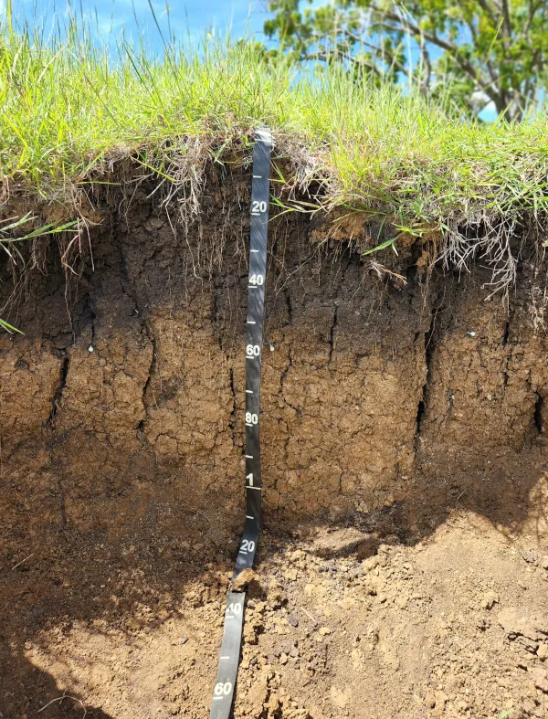 Vertisol Fraternidad soilProfile